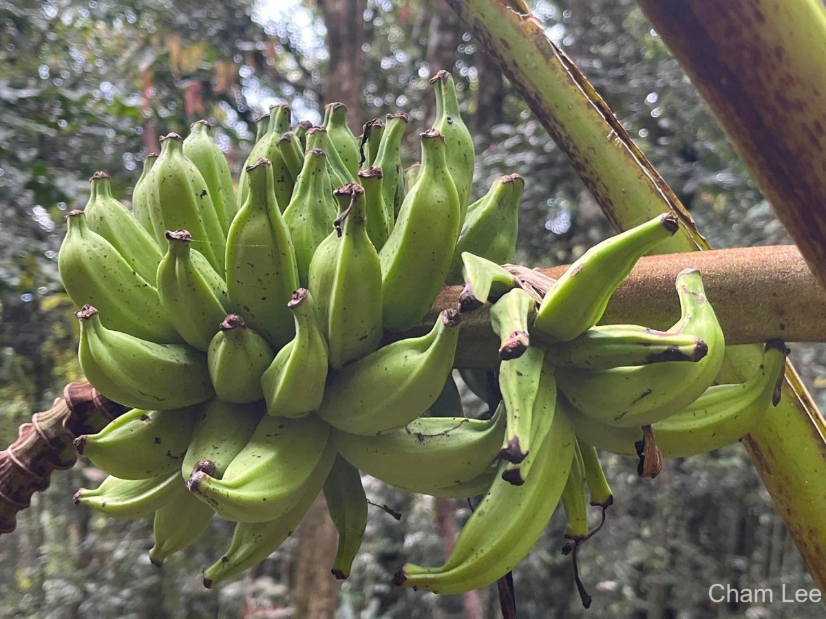 Musa acuminata Colla